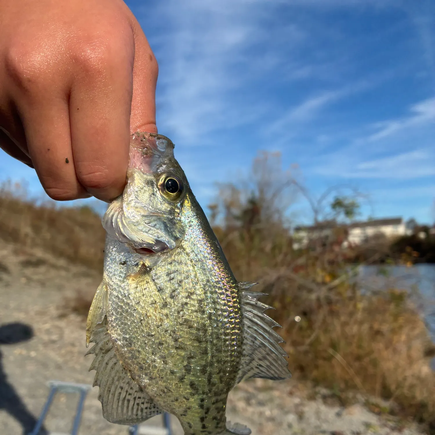 Black crappie caught on Fishbrain