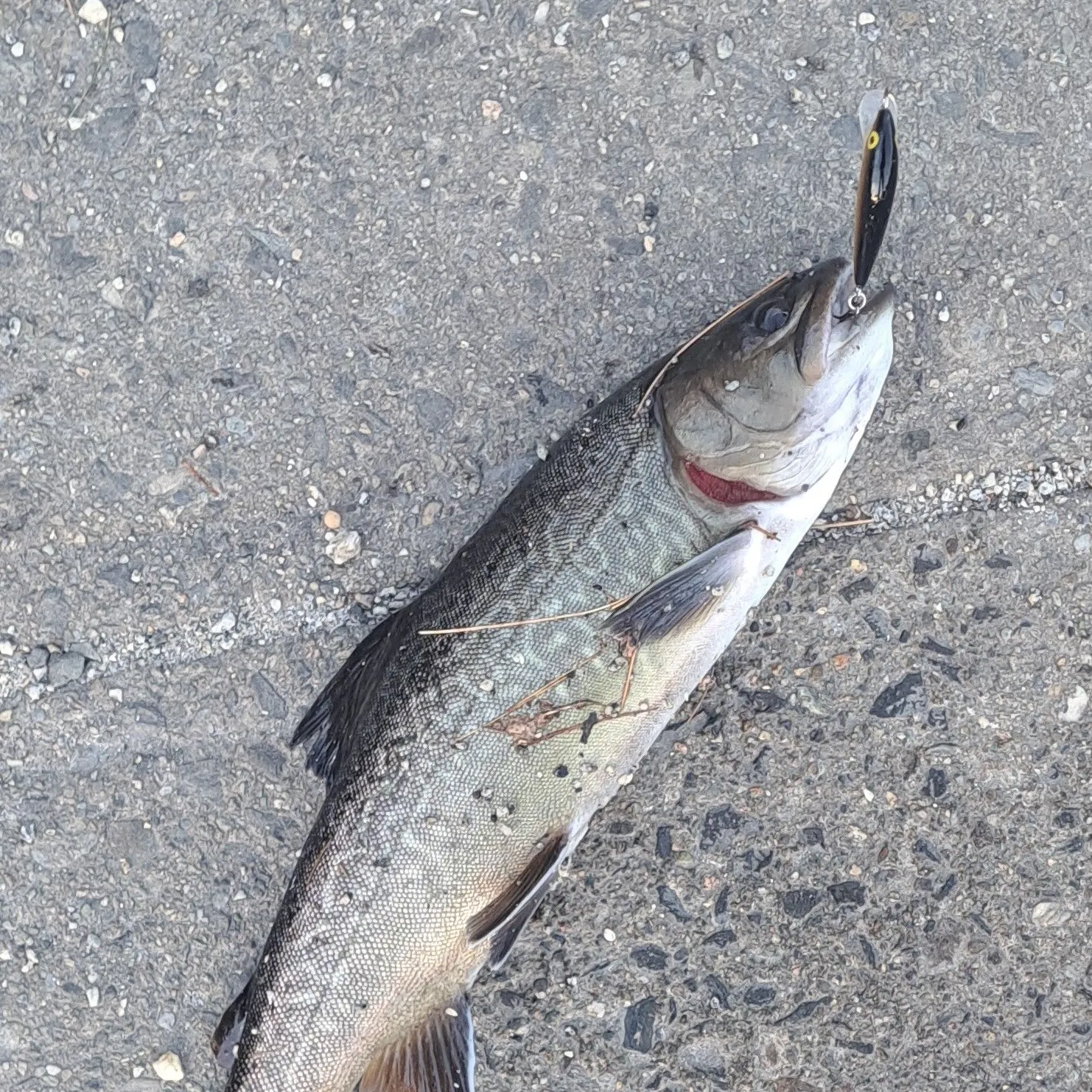 Tiger trout caught on Fishbrain