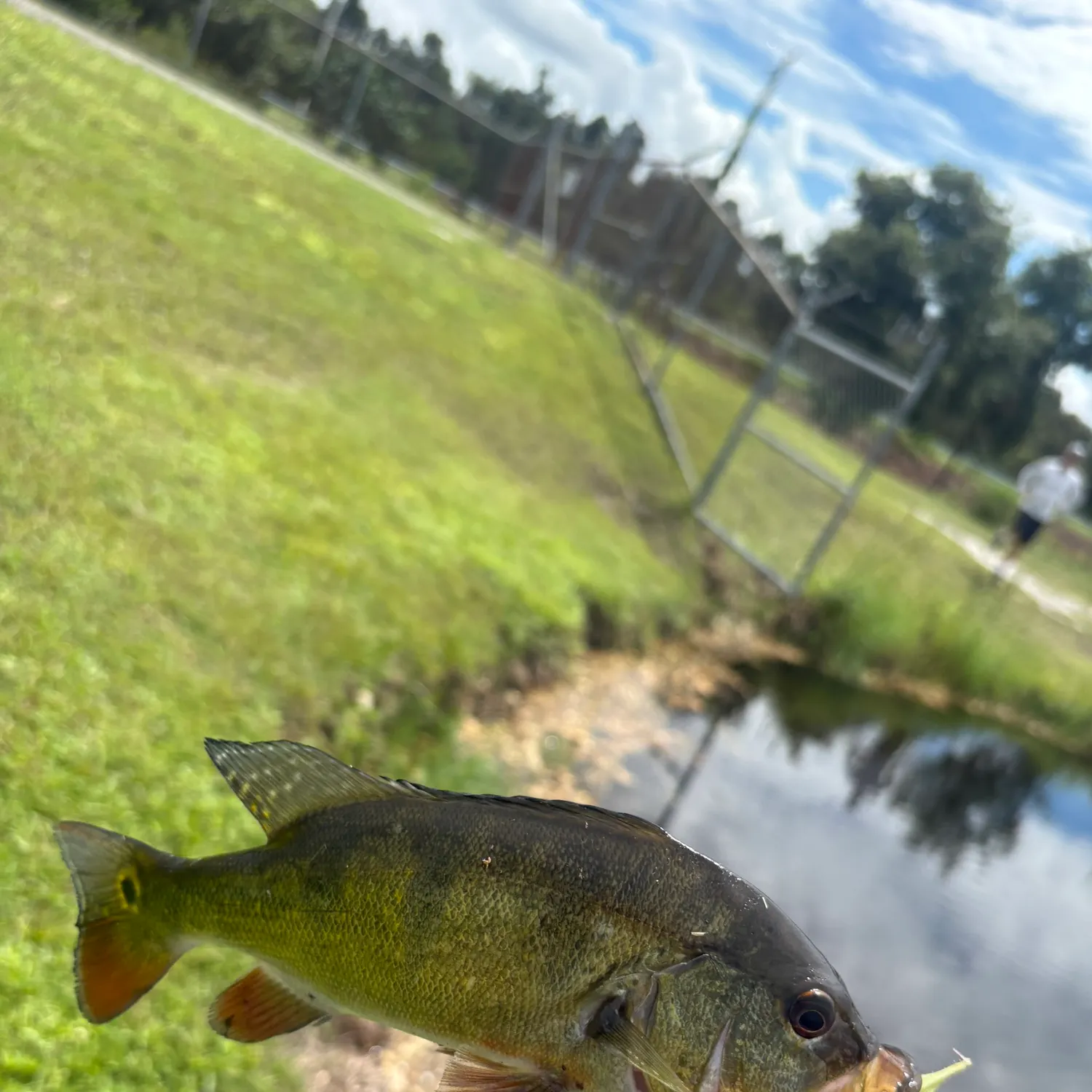 Butterfly peacock bass caught on Fishbrain
