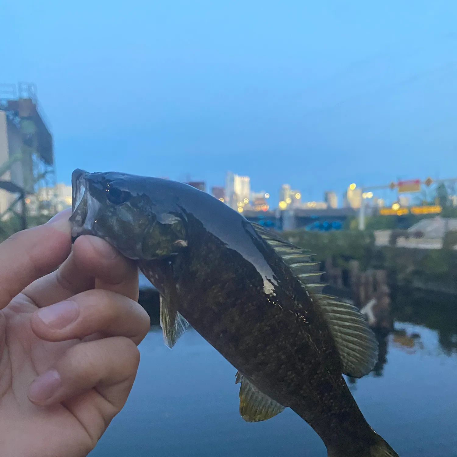 Smallmouth bass caught on Fishbrain