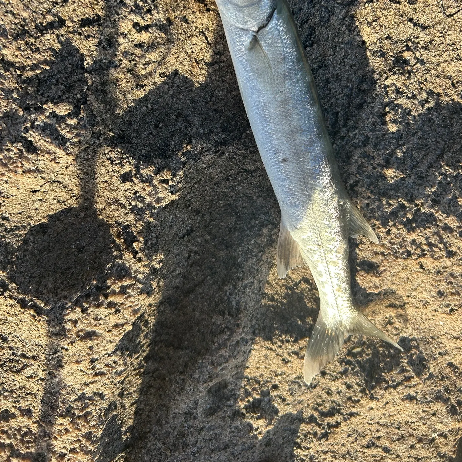 Great barracuda caught on Fishbrain