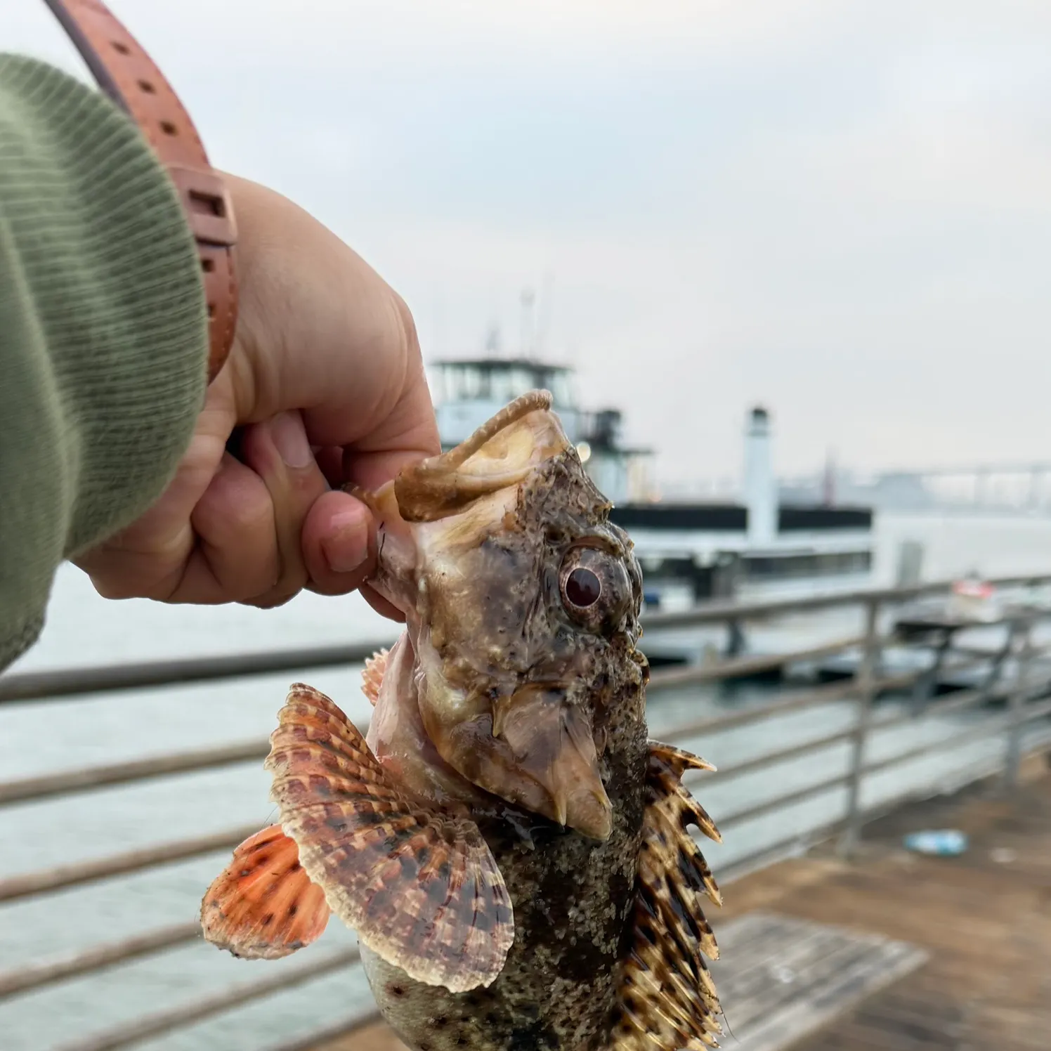 The most recent California scorpionfish catches on Fishbrain