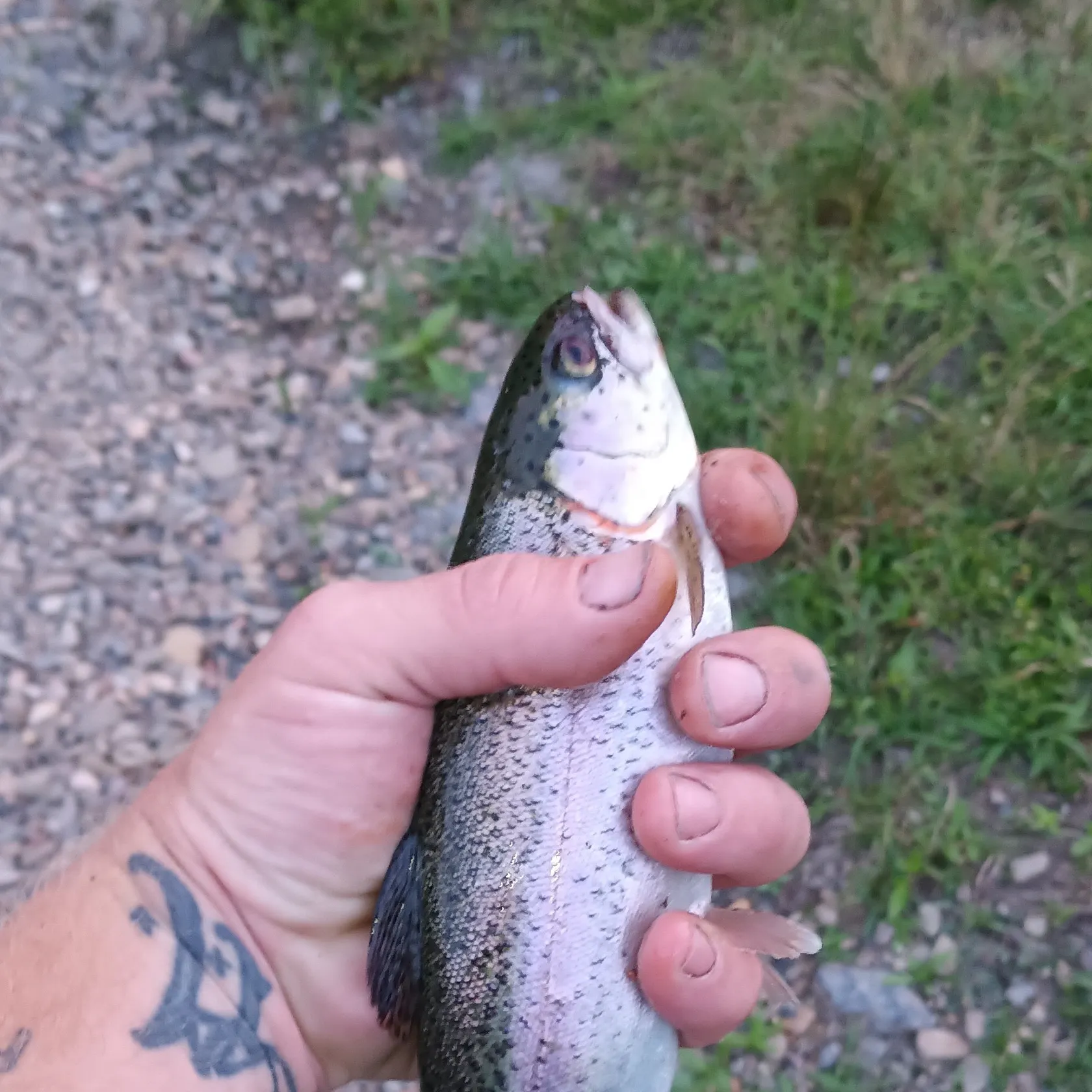 angler catch