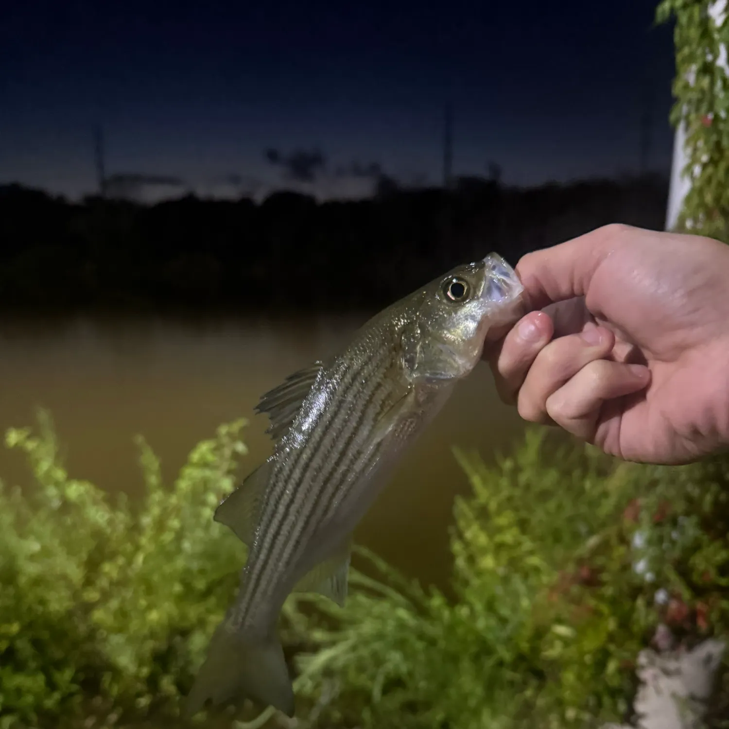 Striped bass caught on Fishbrain