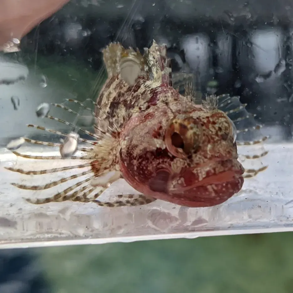 The most recent Downy blenny catches on Fishbrain