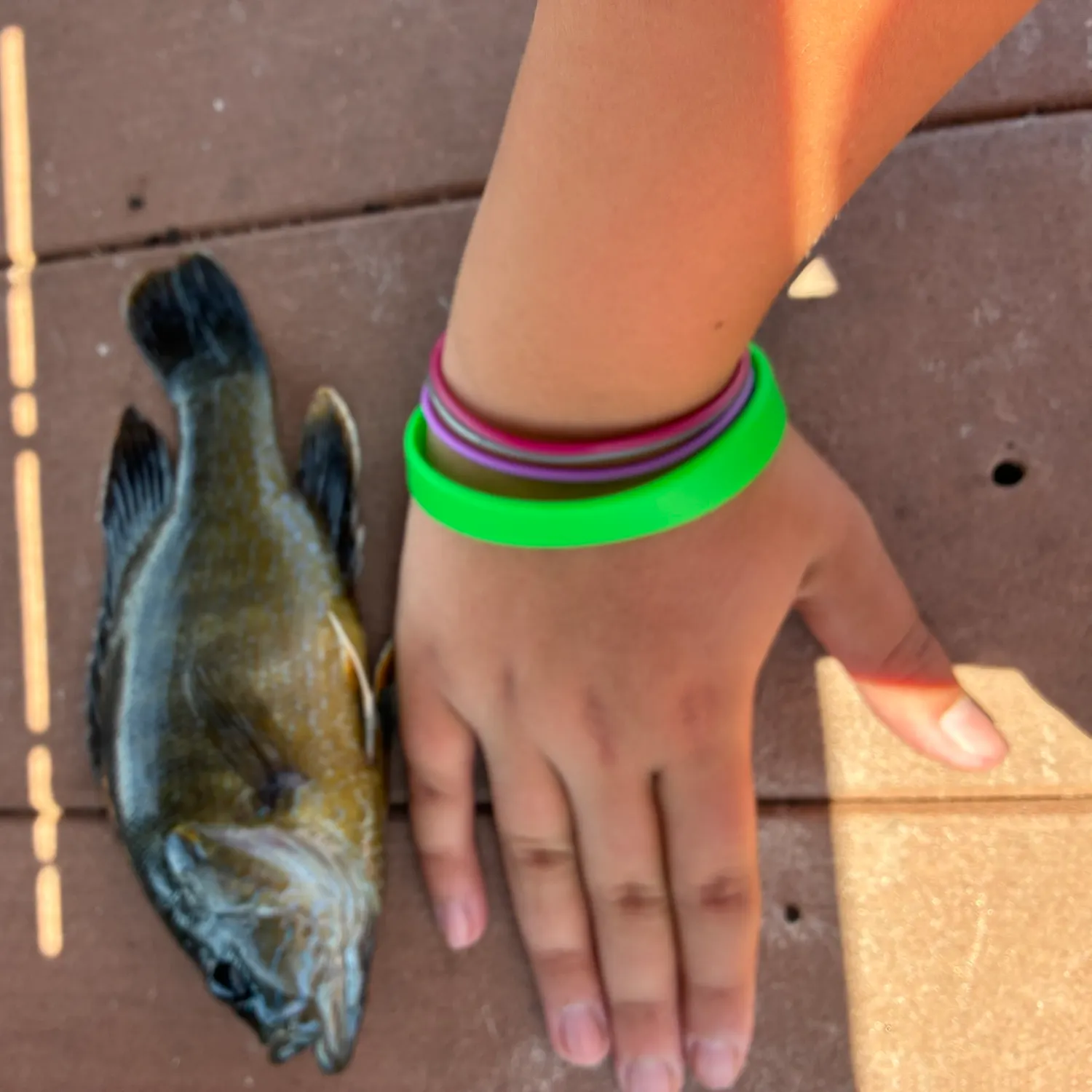 recently logged catches