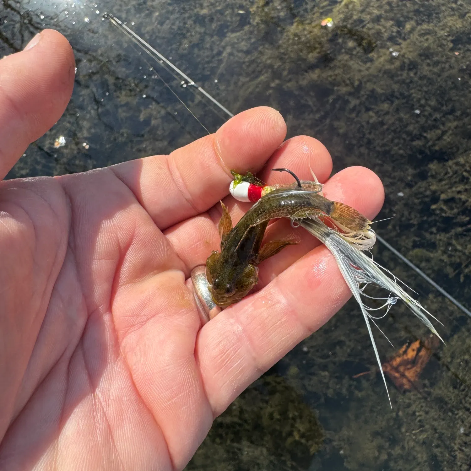 The most recent Longspined bullhead catches on Fishbrain