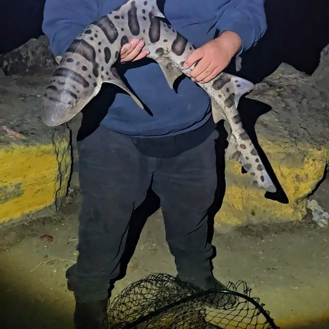 Leopard shark caught on Fishbrain