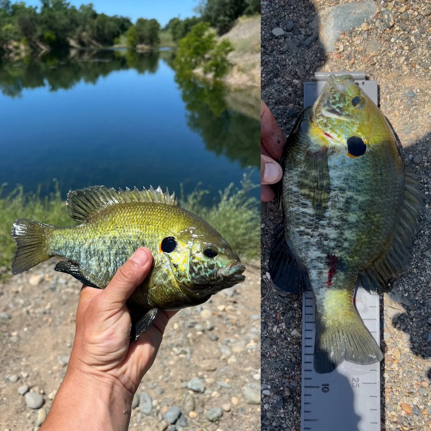 The most recent Redear sunfish catches on Fishbrain