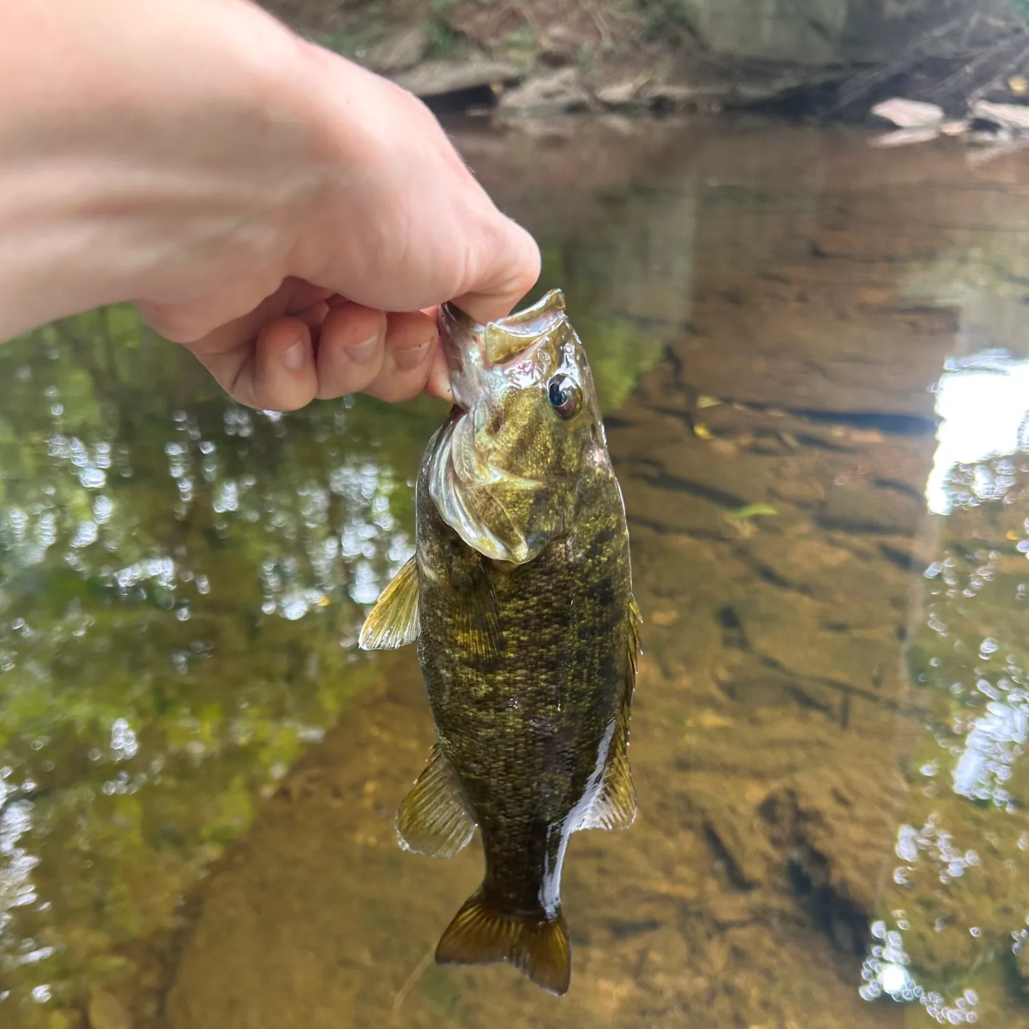 Smallmouth bass caught on Fishbrain