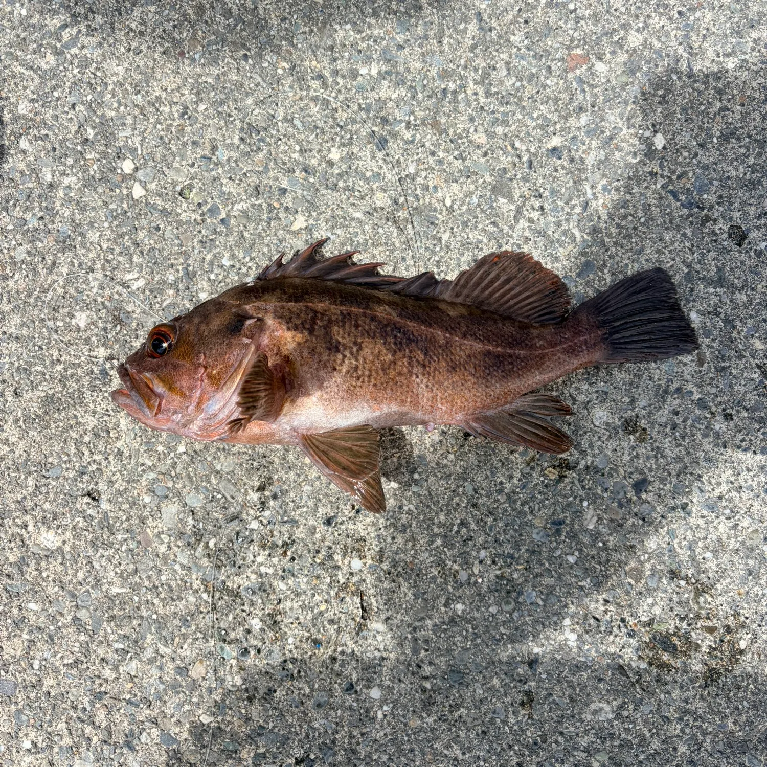 The most recent Copper rockfish catches on Fishbrain