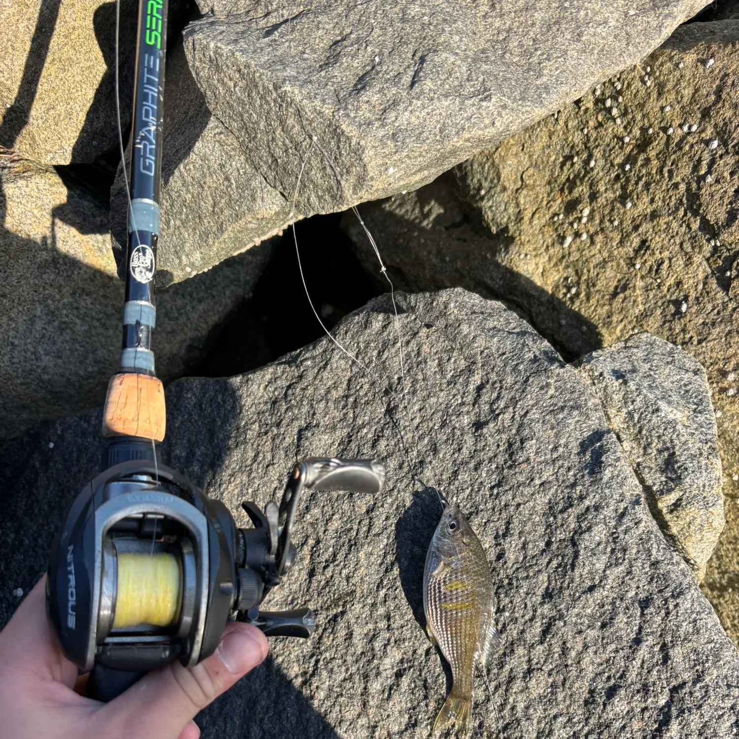 The most recent Shiner perch catches on Fishbrain