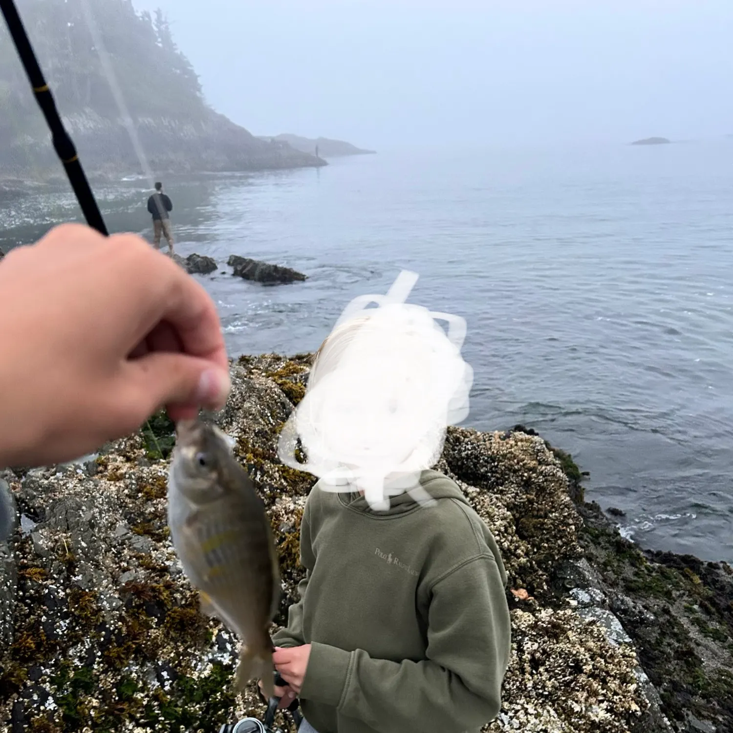 The most recent Shiner perch catches on Fishbrain