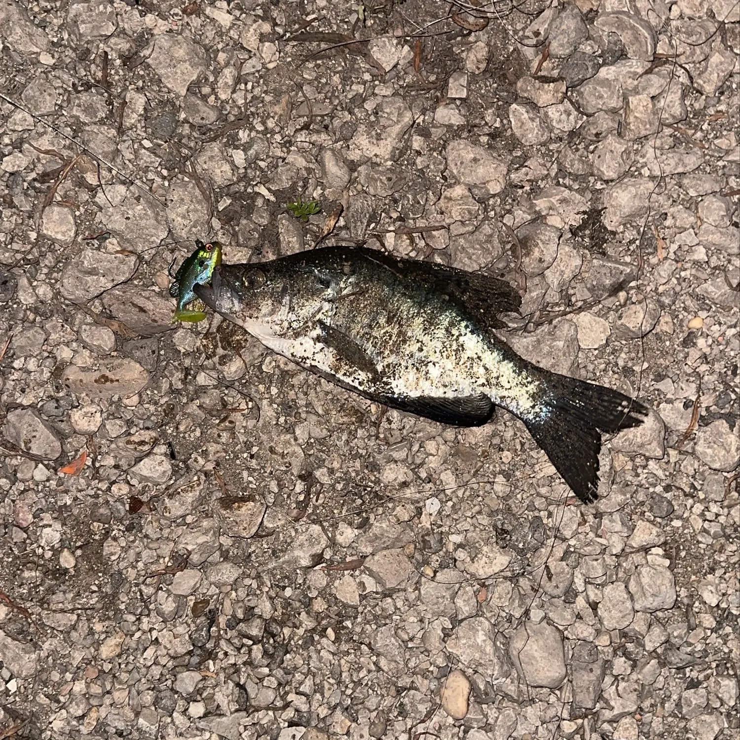 Black crappie caught on Fishbrain
