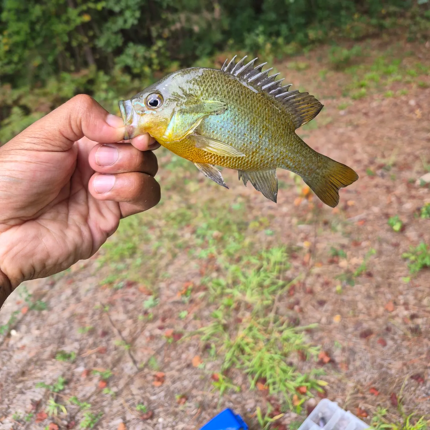The most recent Redbreast sunfish catches on Fishbrain