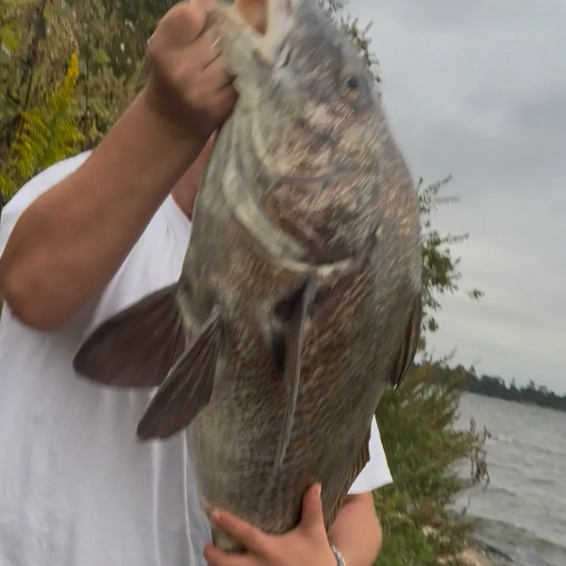 Black drum caught on Fishbrain