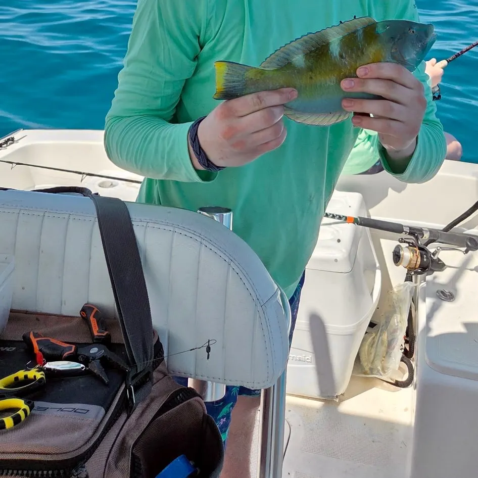The most recent Rainbow parrotfish catches on Fishbrain