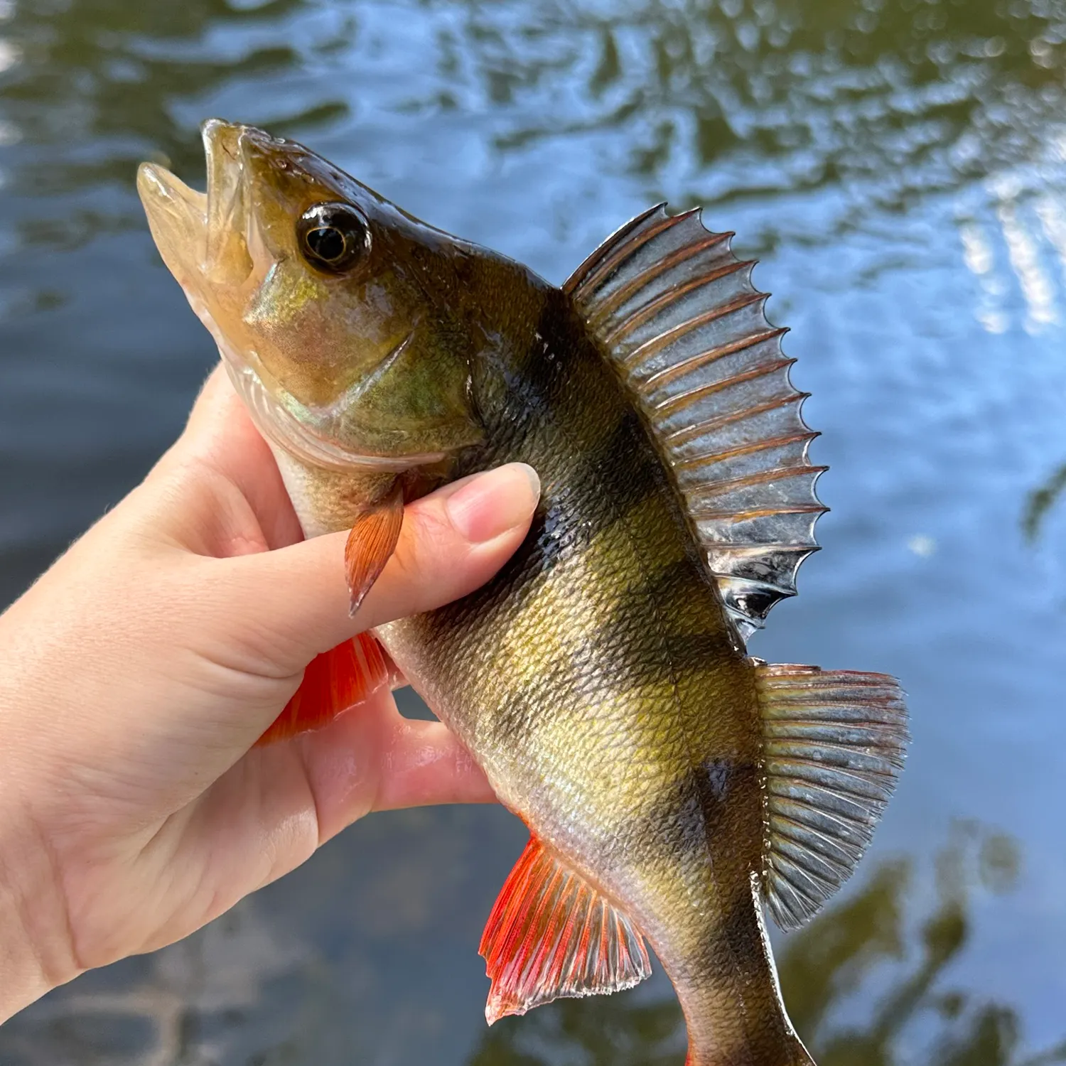 European perch caught on Fishbrain
