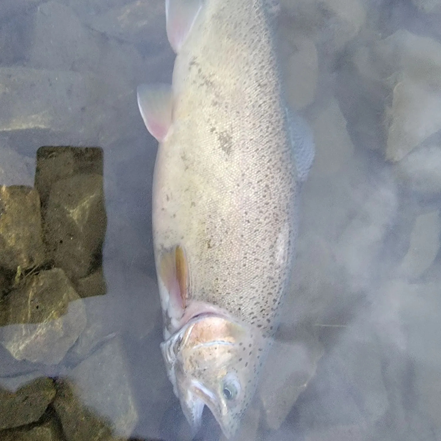 The most recent Gila trout catches on Fishbrain
