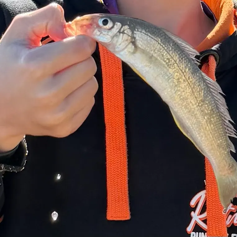 The most recent Sand sillago catches on Fishbrain