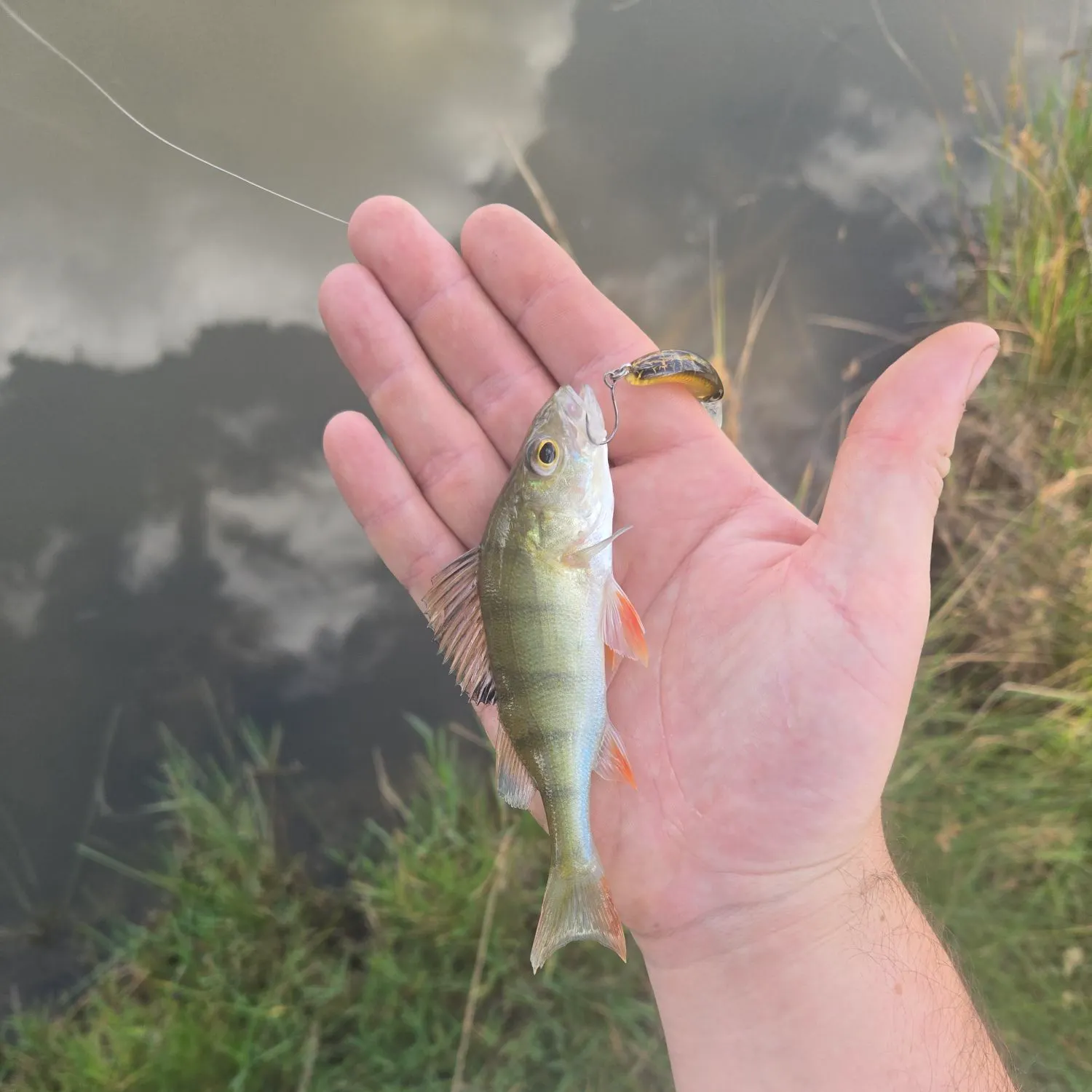 The most recent European perch catches on Fishbrain