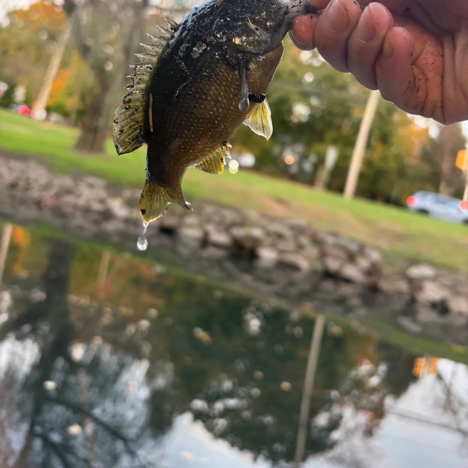 Green sunfish caught on Fishbrain