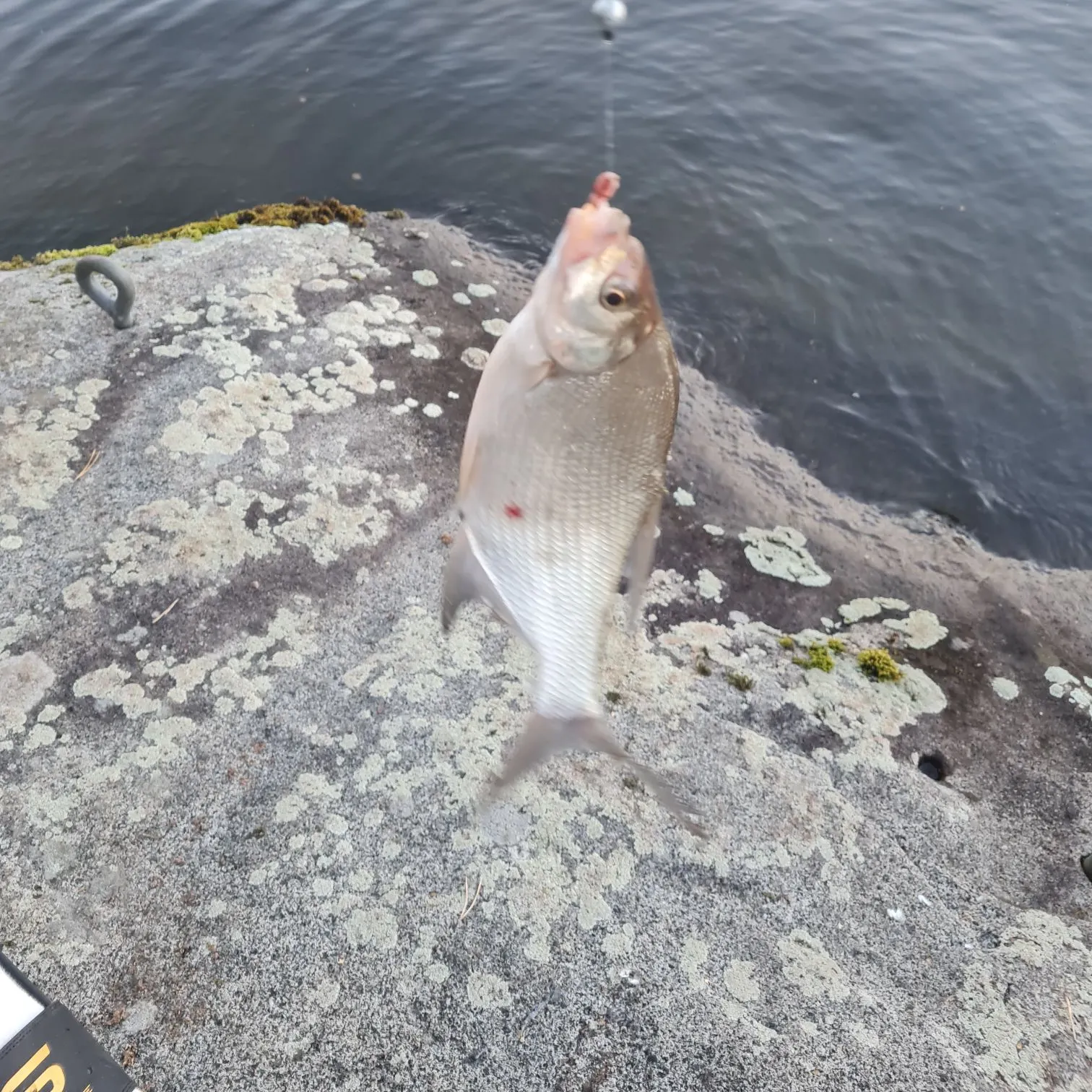 Common bream caught on Fishbrain