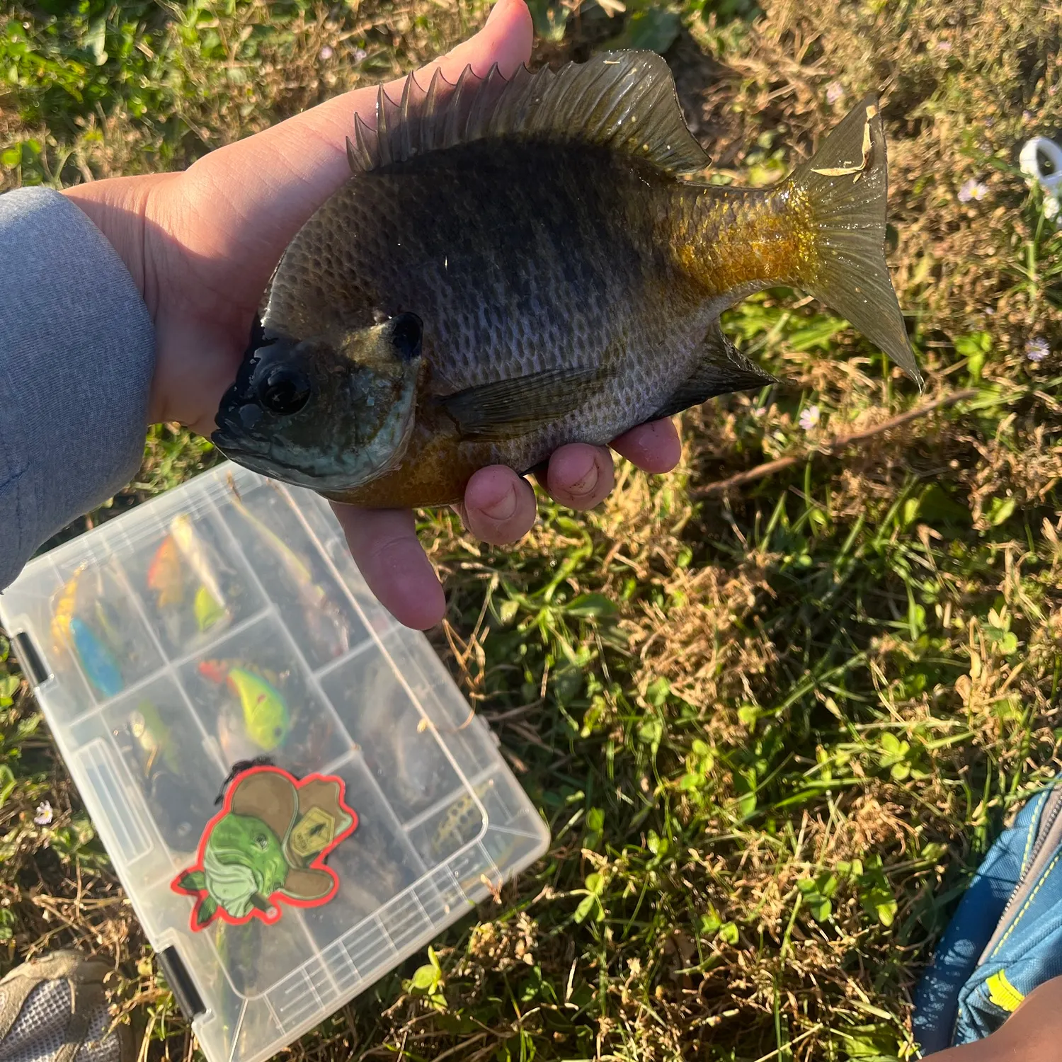 Bluegill caught on Fishbrain