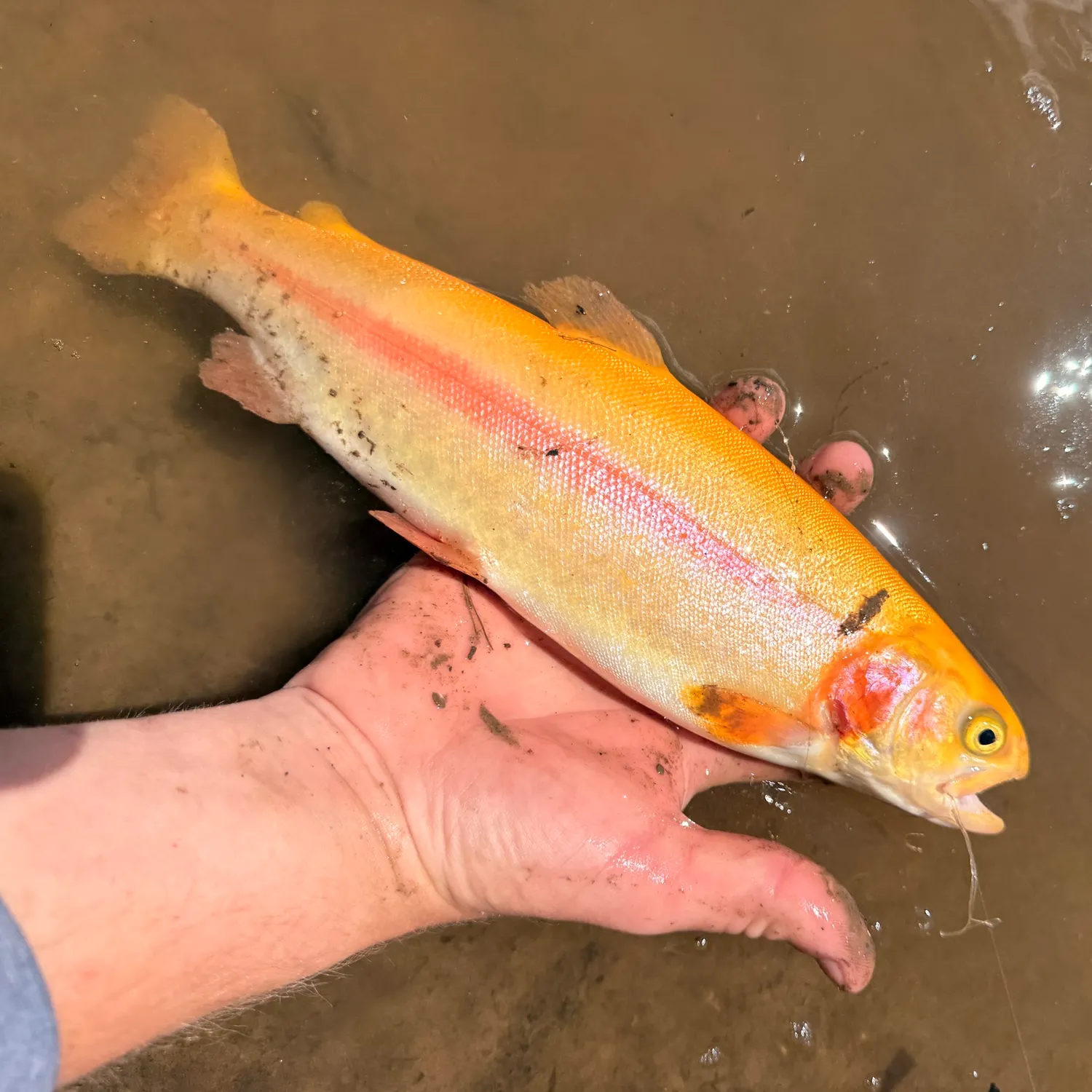 The most recent Golden rainbow trout catches on Fishbrain