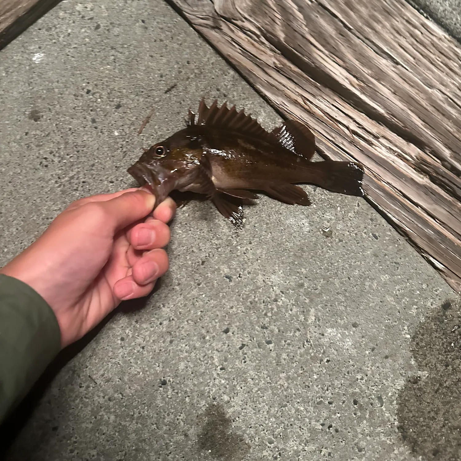 Copper rockfish caught on Fishbrain
