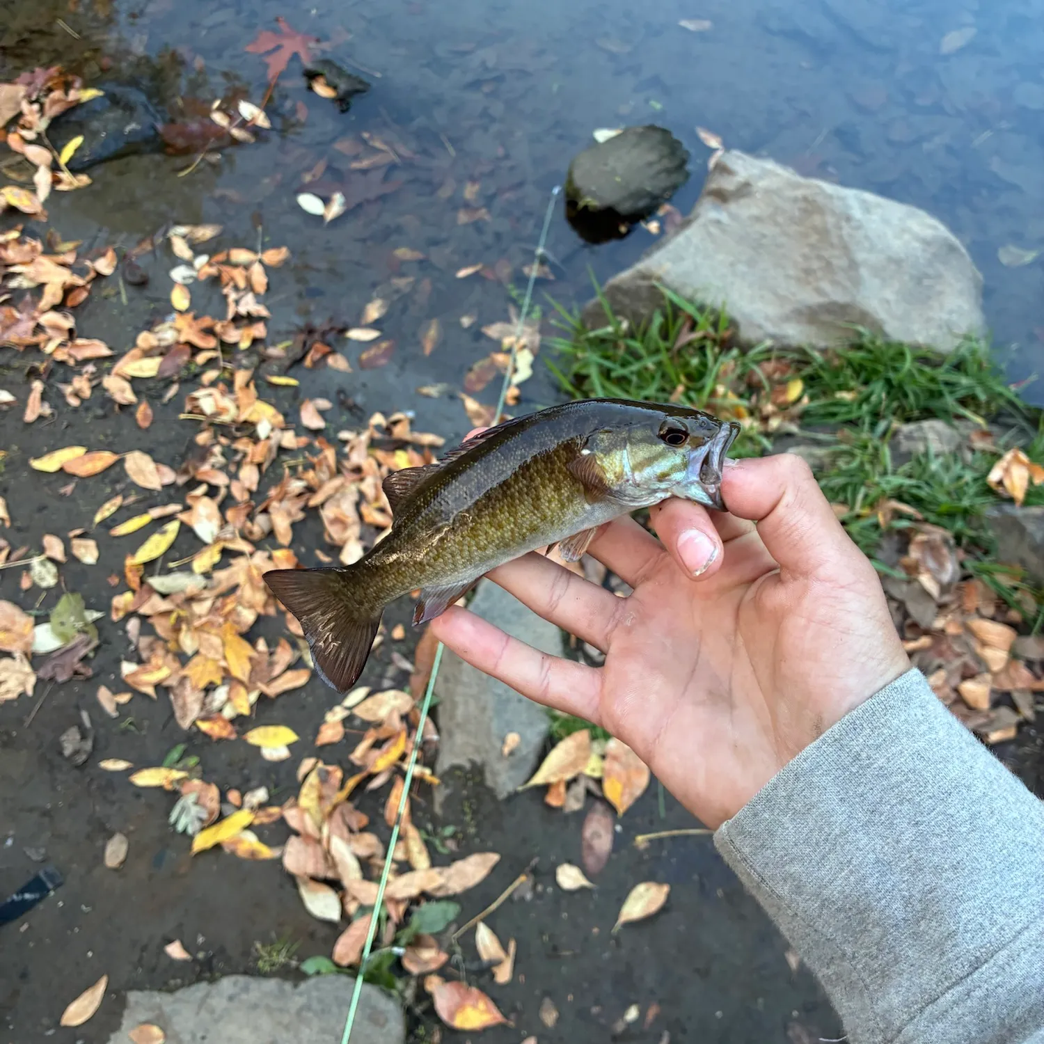 Smallmouth bass caught on Fishbrain