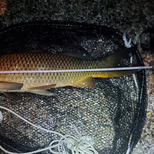 Common carp caught on Fishbrain