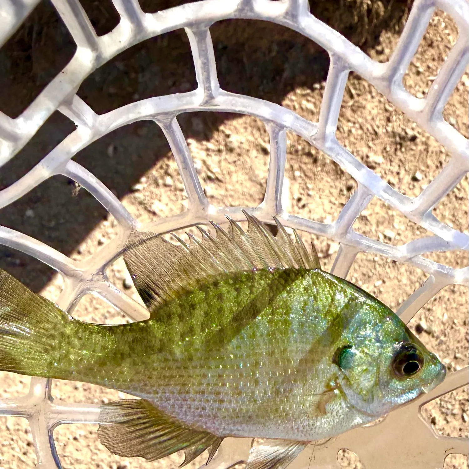 Bluegill caught on Fishbrain
