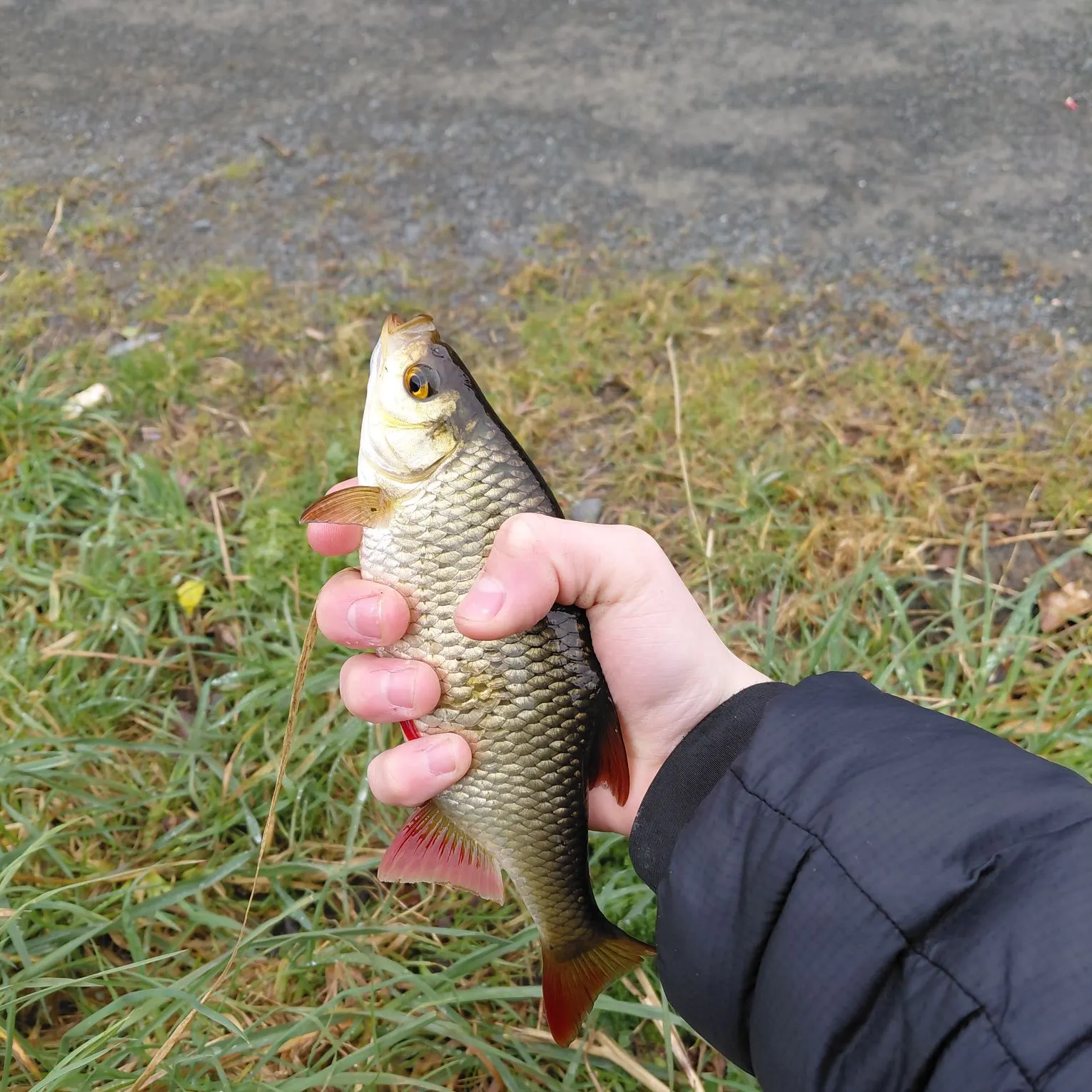 The most recent Common rudd catches on Fishbrain