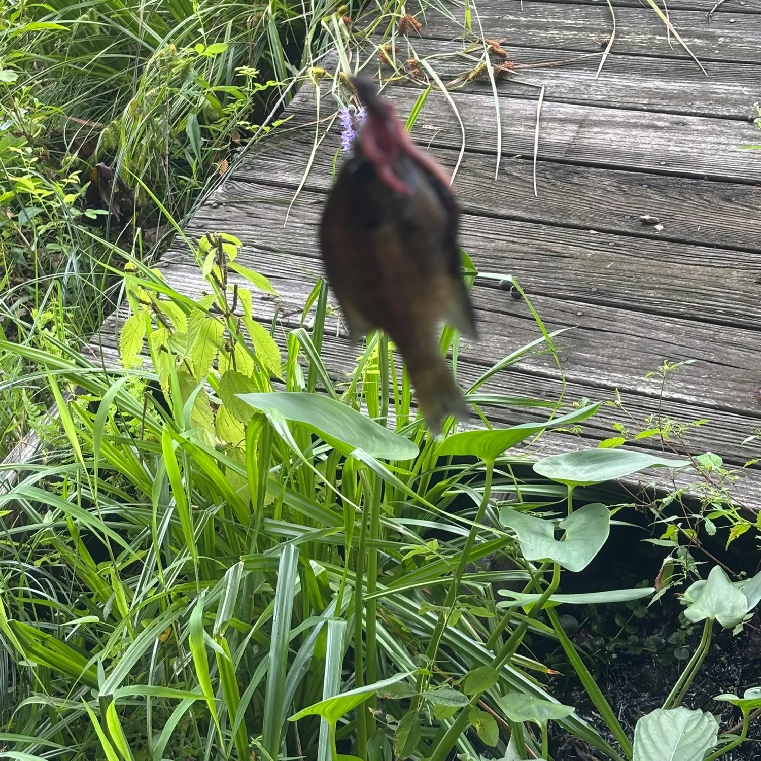 Bluegill caught on Fishbrain