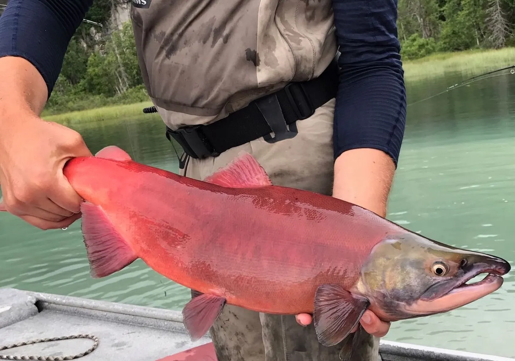 Sockeye salmon