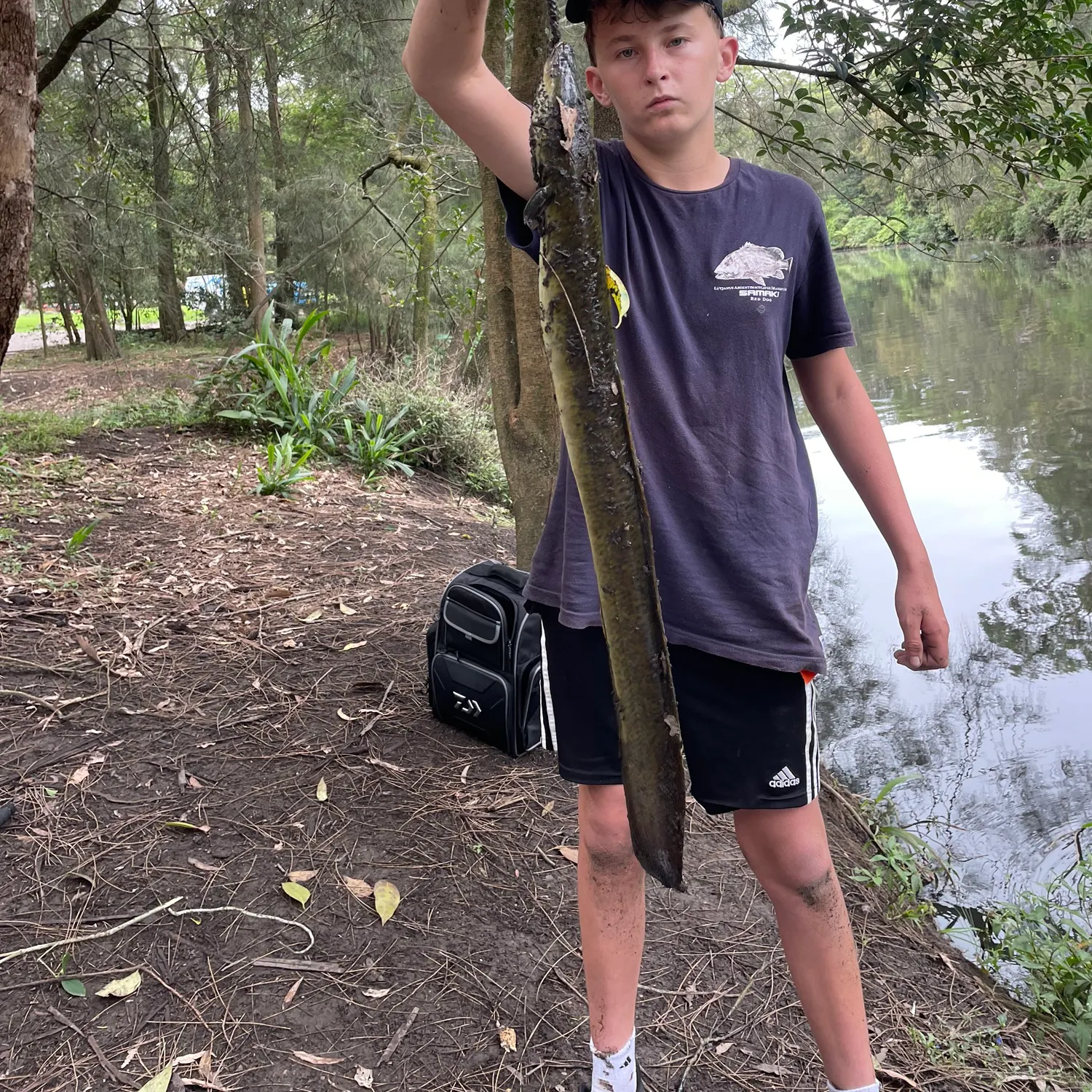 The most recent Giant mottled eel catches on Fishbrain
