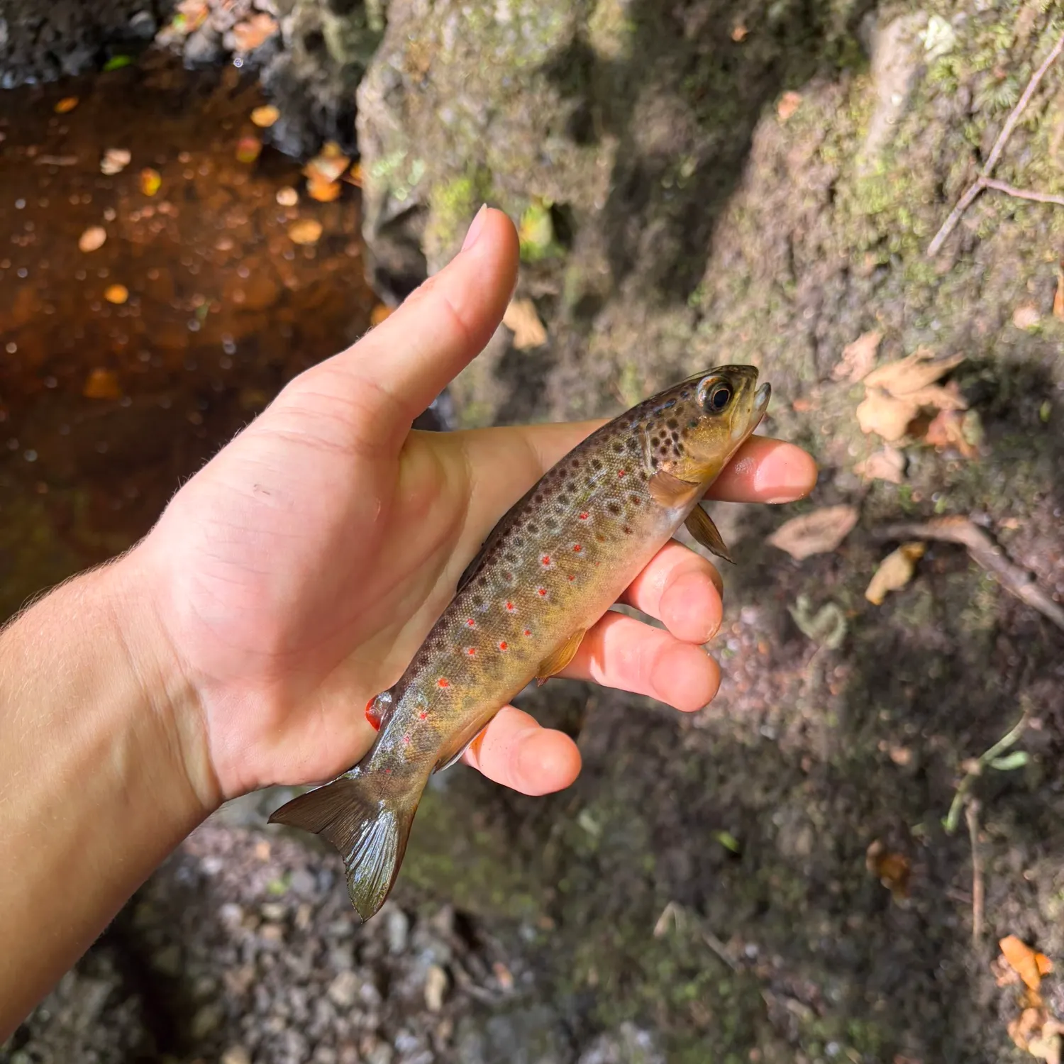 Brown trout caught on Fishbrain