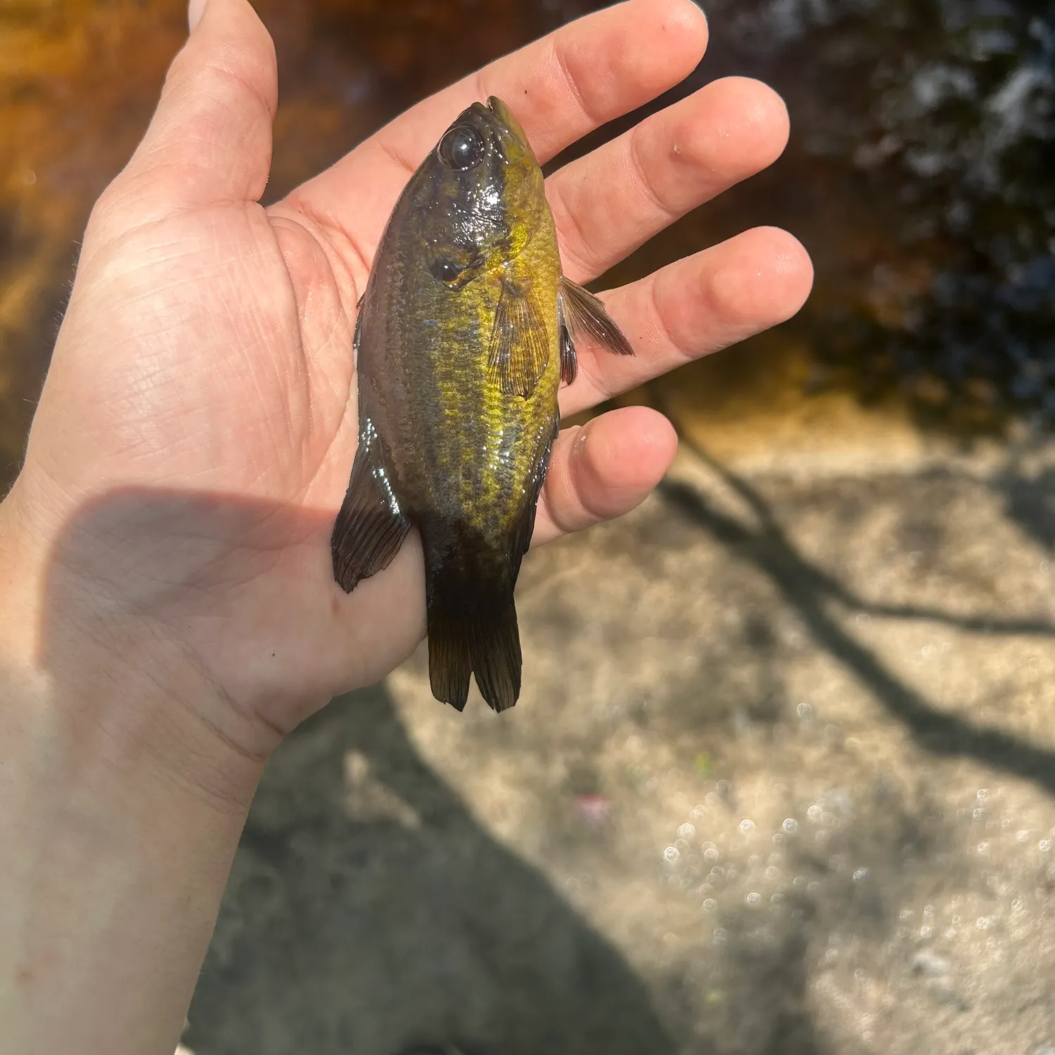 The most recent Mud sunfish catches on Fishbrain