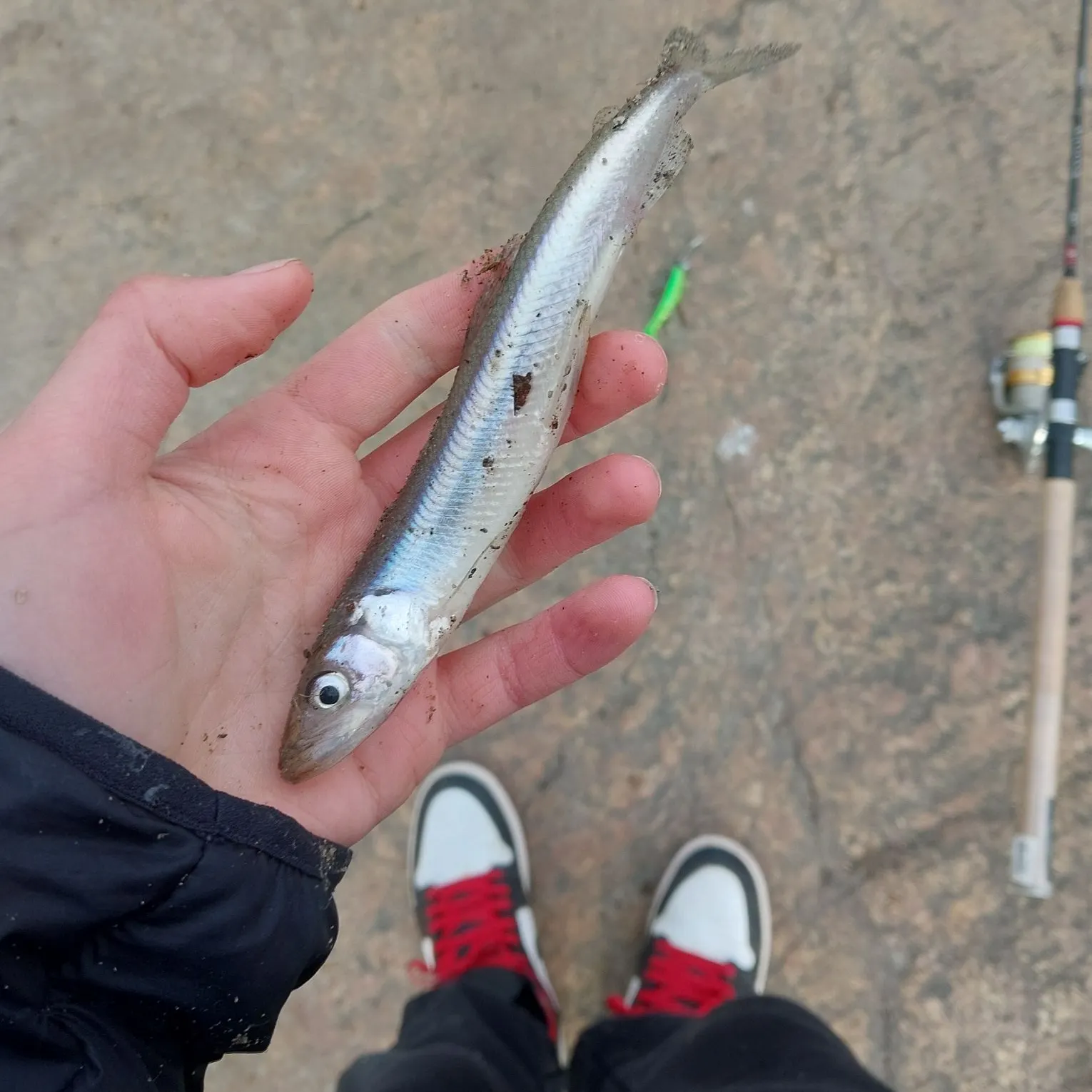 The most recent European smelt catches on Fishbrain
