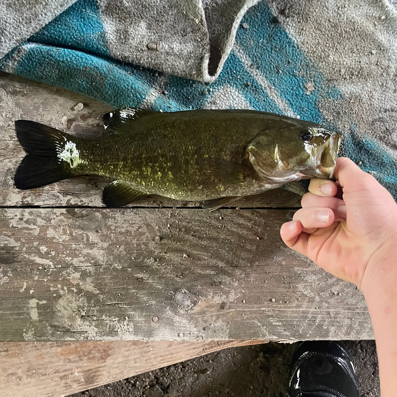 Smallmouth bass caught on Fishbrain