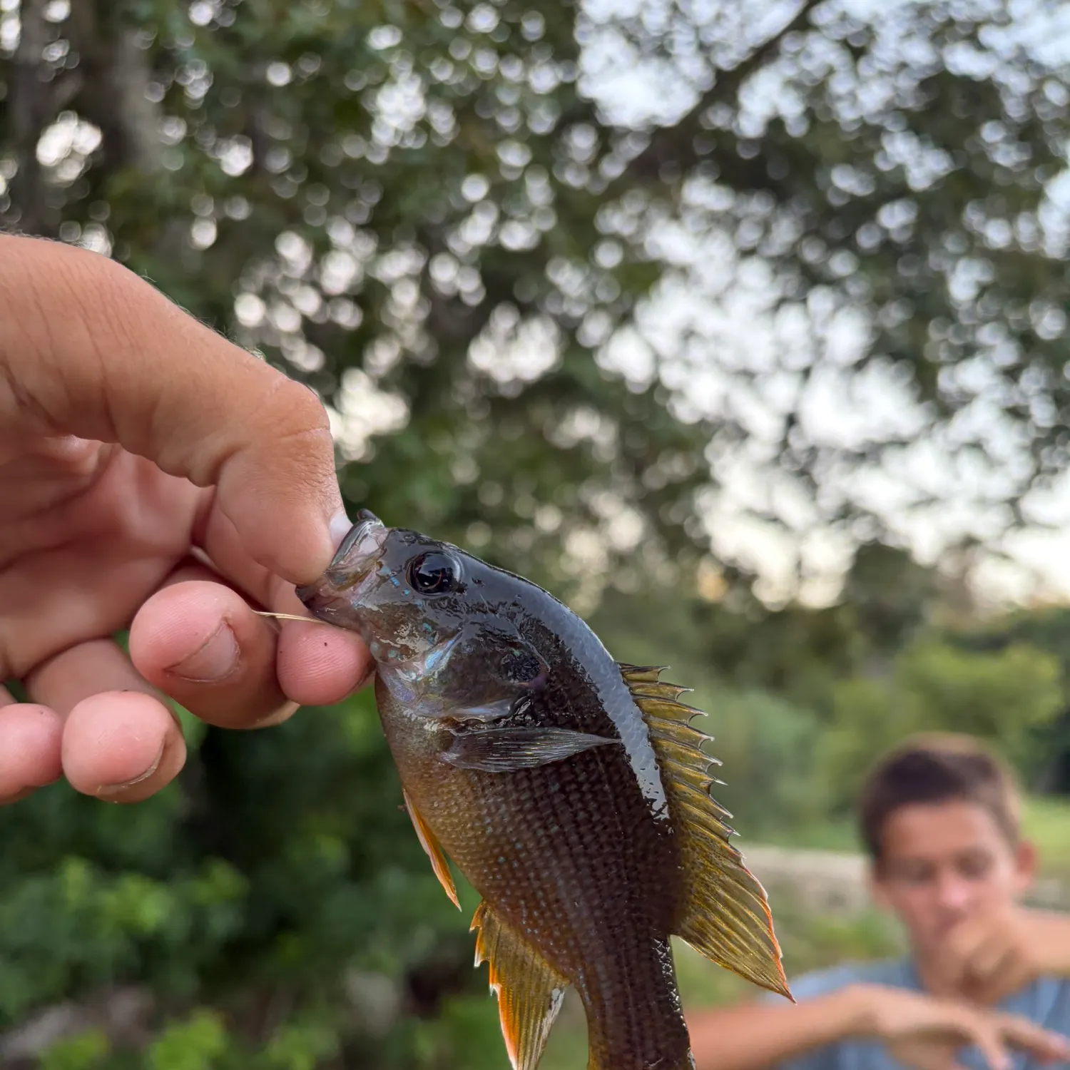 Green sunfish caught on Fishbrain