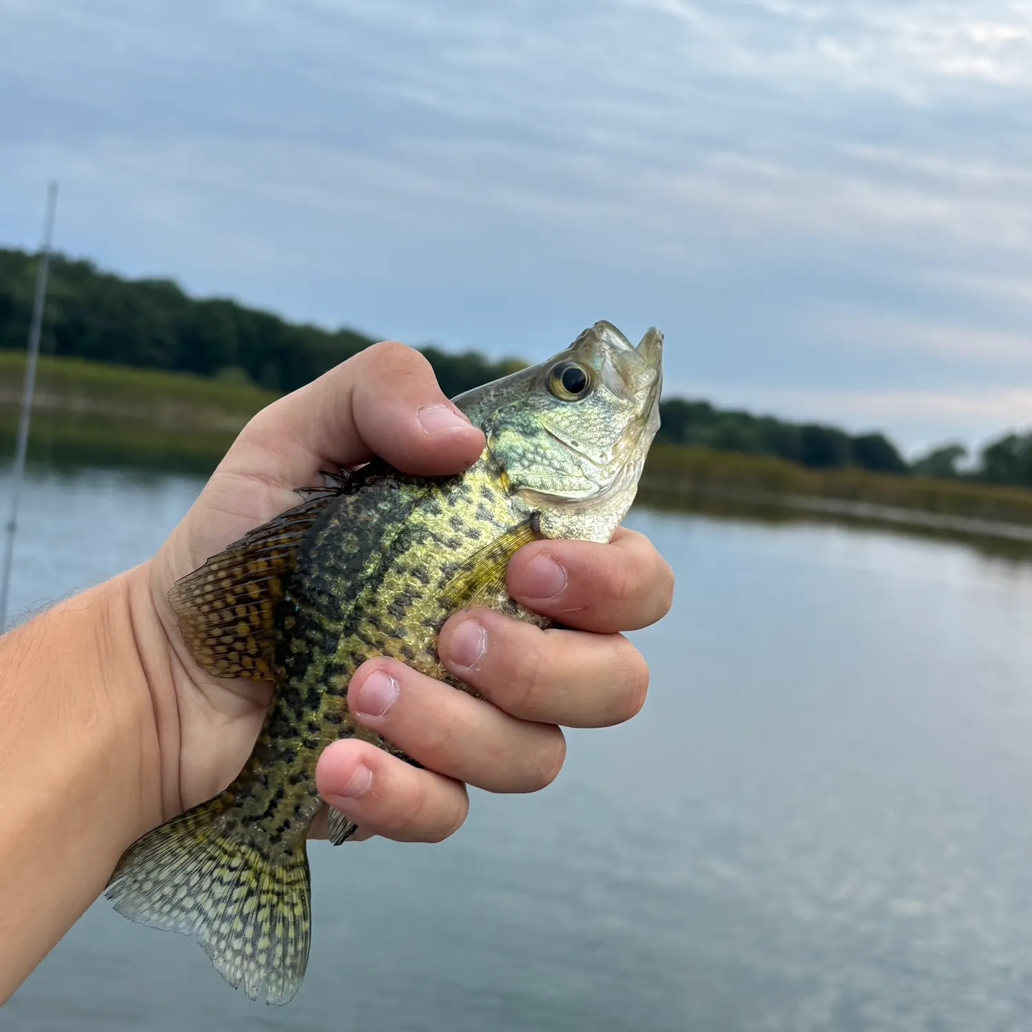 Black crappie caught on Fishbrain