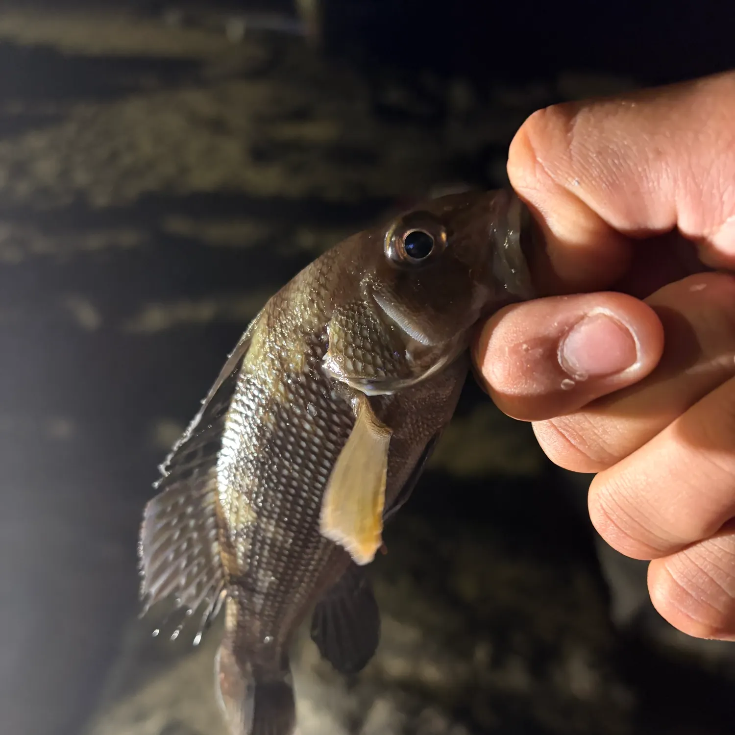 Black sea bass caught on Fishbrain