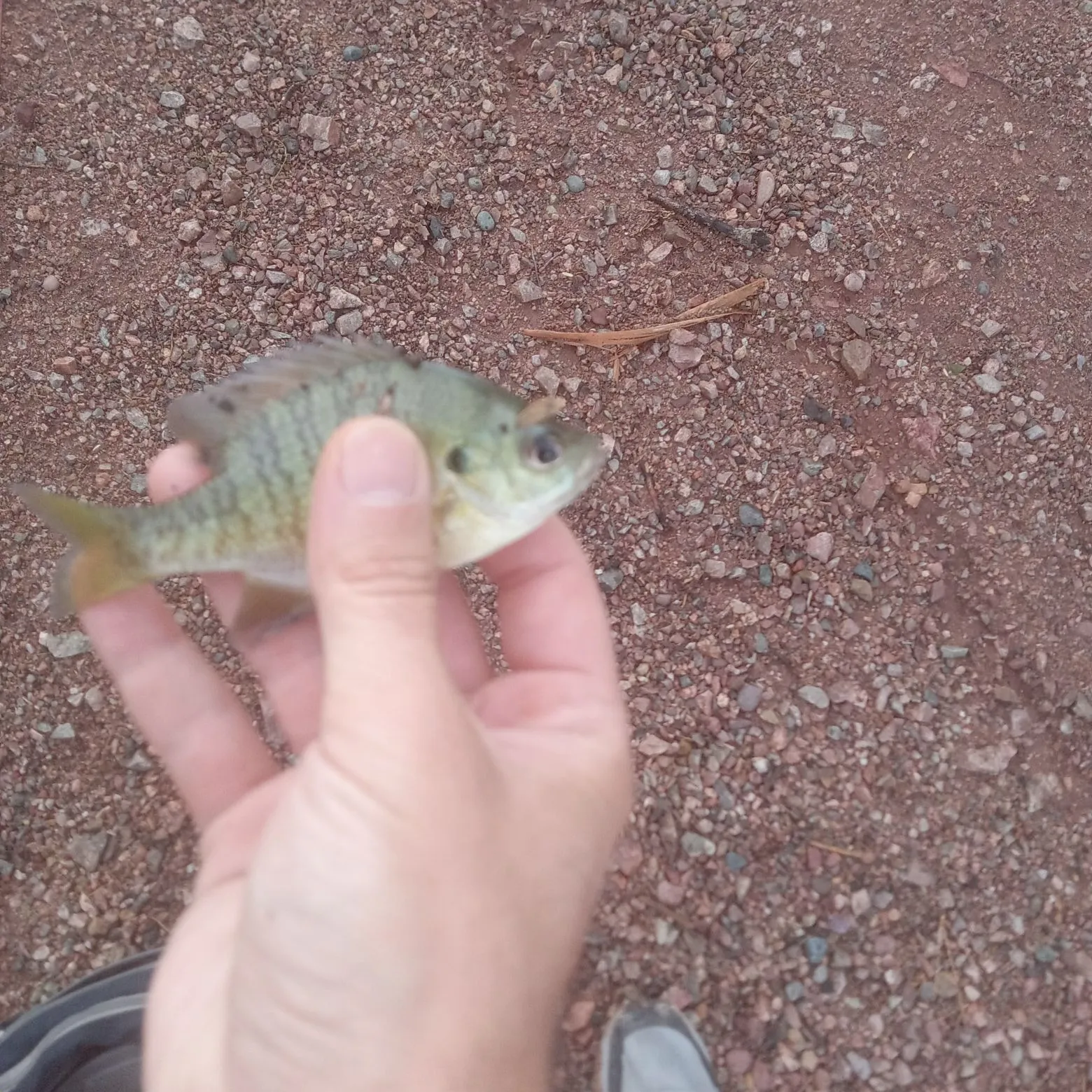 Bluegill caught on Fishbrain