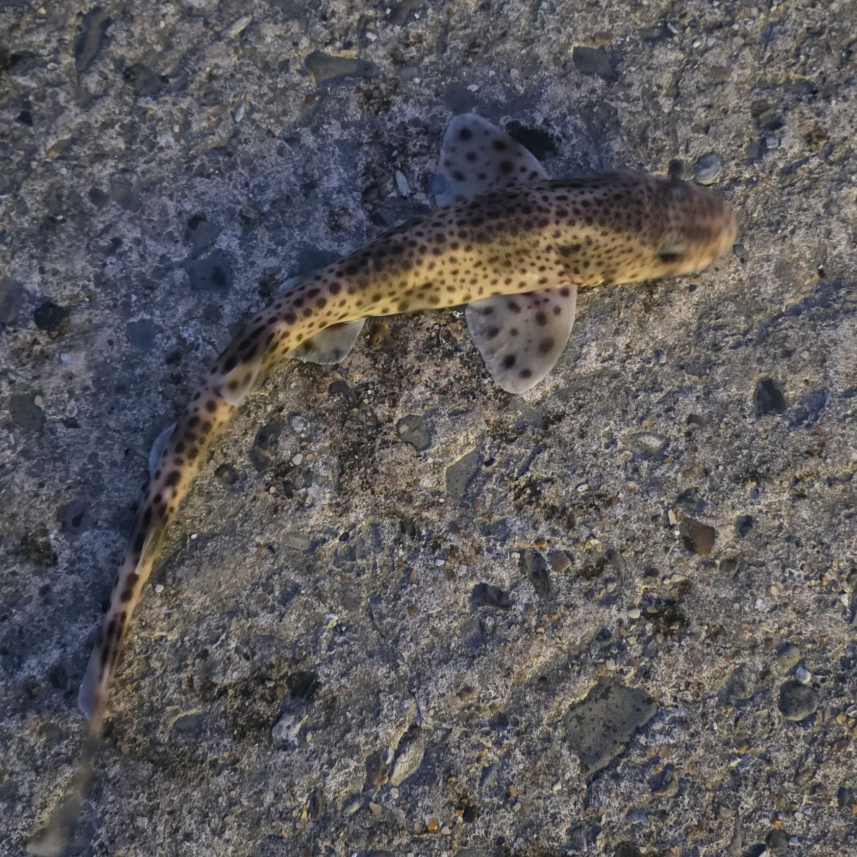 The most recent Lesser spotted dogfish catches on Fishbrain