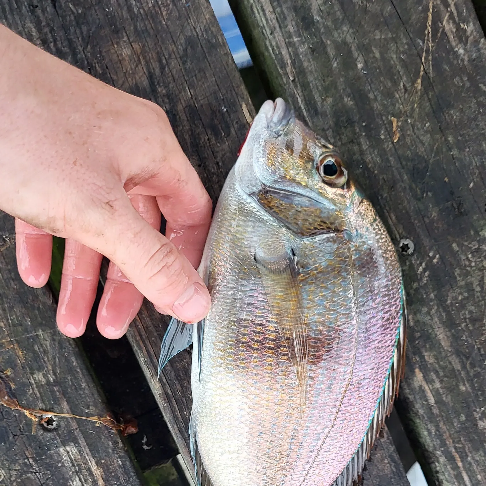 Scup caught on Fishbrain