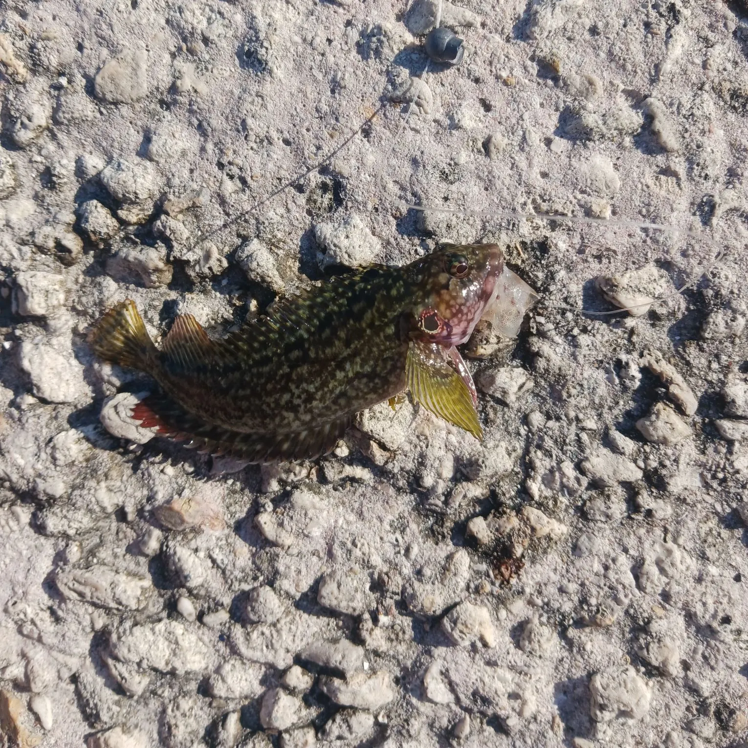 The most recent Rock hind catches on Fishbrain