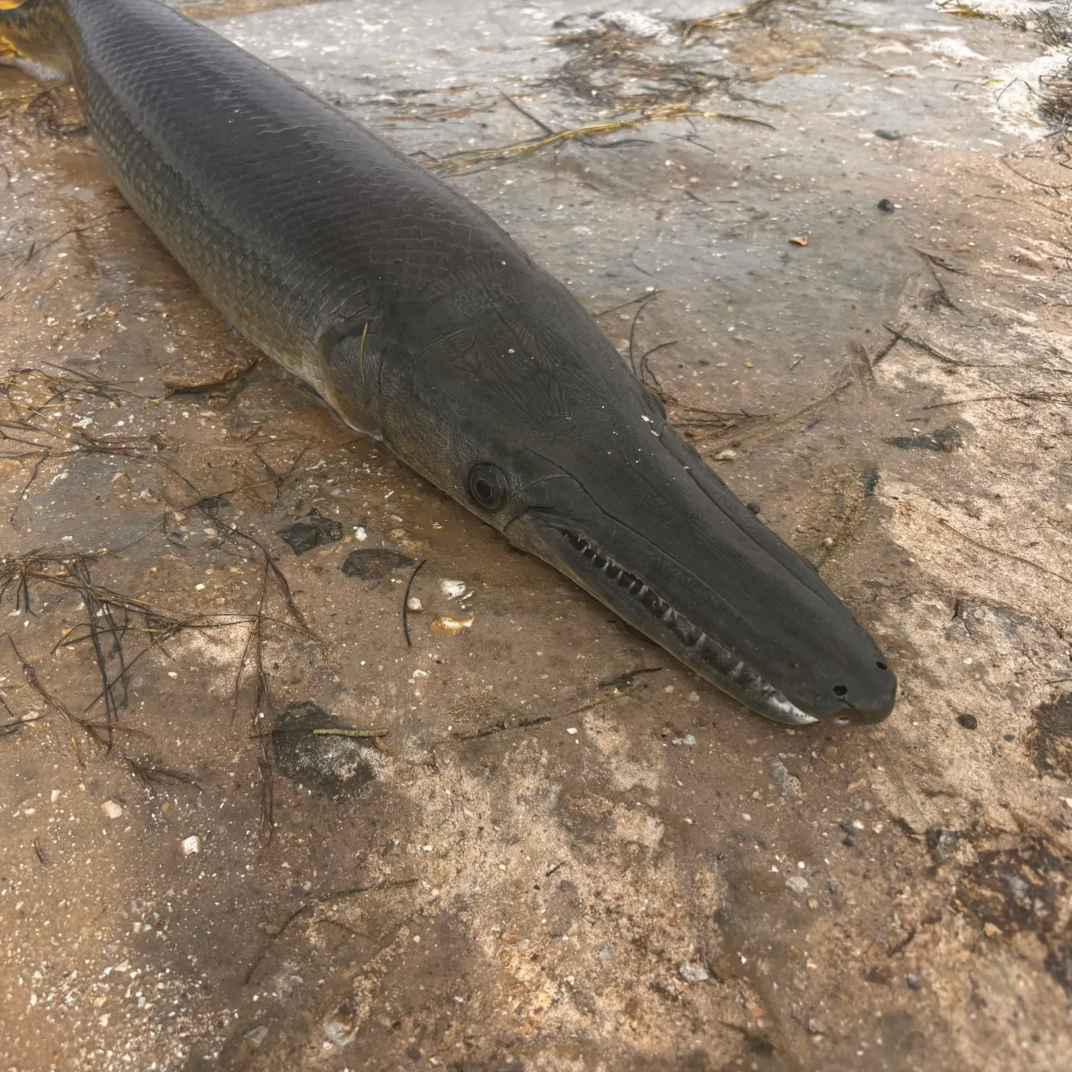 The most recent Alligator gar catches on Fishbrain