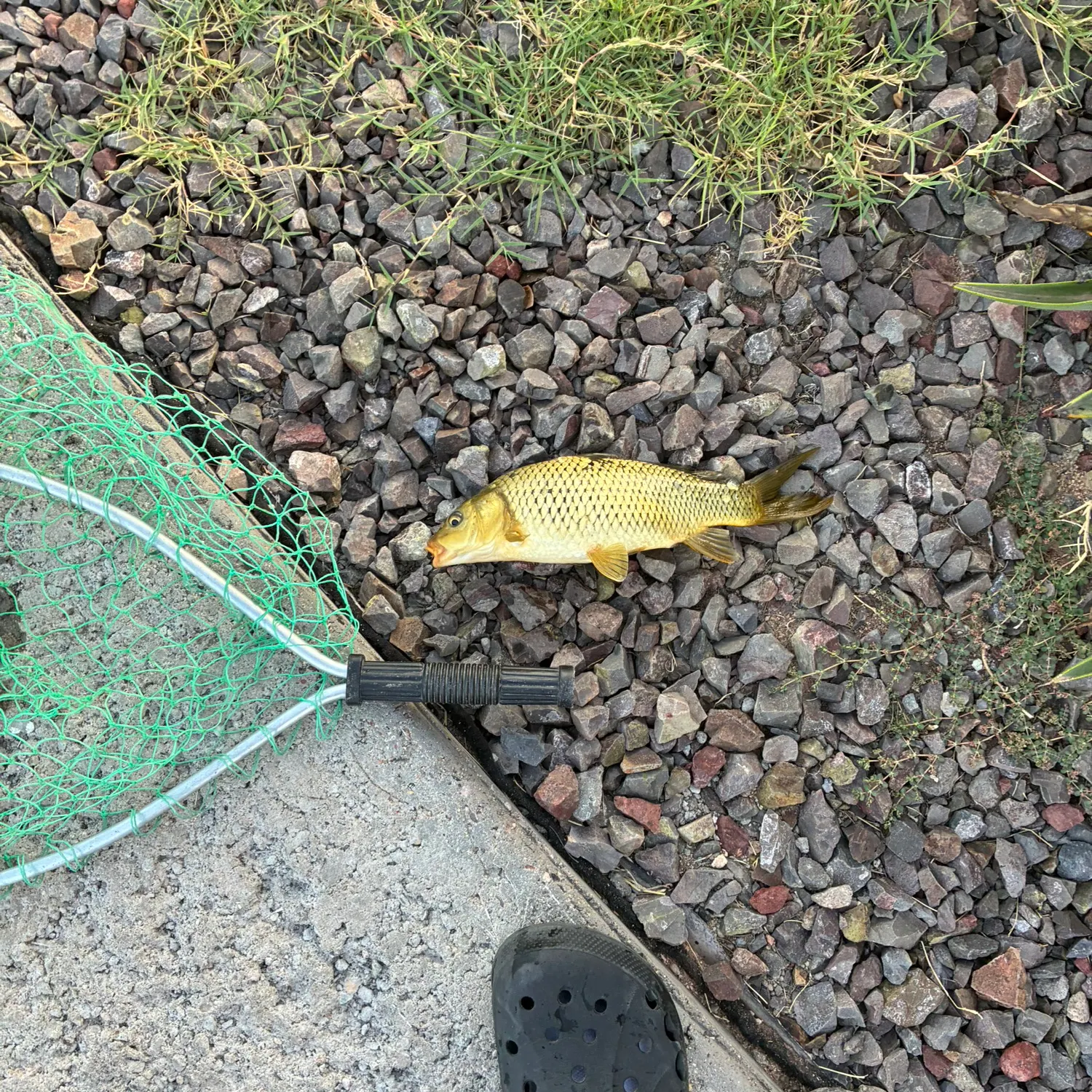 Common carp caught on Fishbrain
